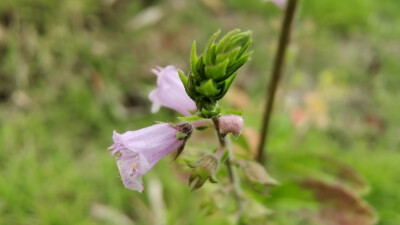 小花也可爱：“石荠苎”欣赏