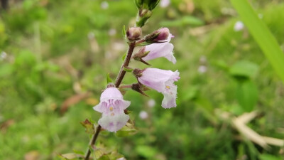 小花也可爱：“石荠苎”欣赏