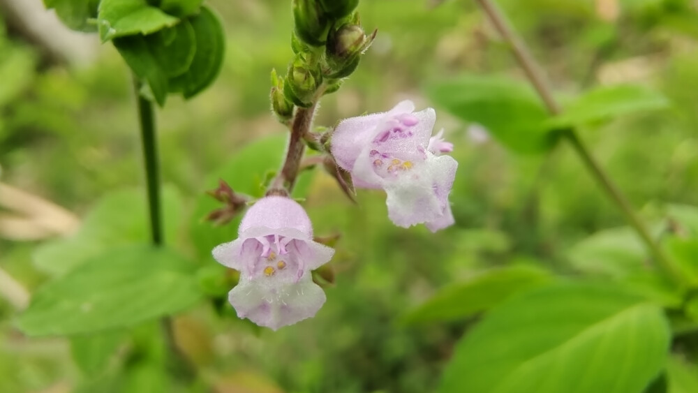 小花也可爱：“石荠苎”欣赏