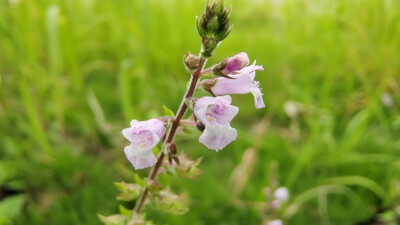 小花也可爱：“石荠苎”欣赏