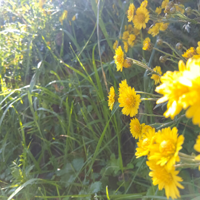 好看的小黄花