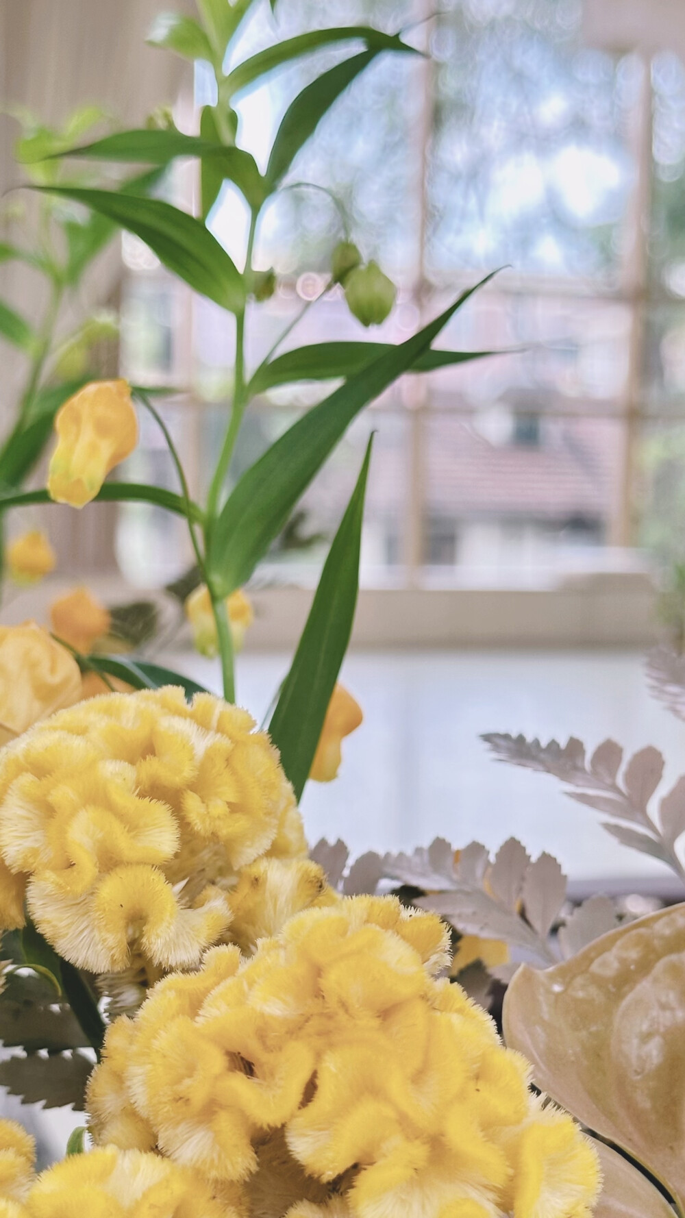 居家好物 一周鲜花 鸡冠花