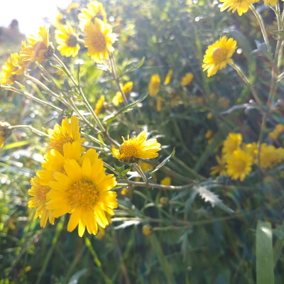 好看的小黄花