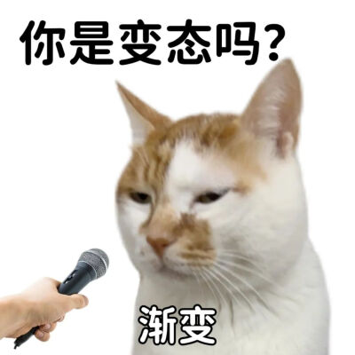 猫猫表情包