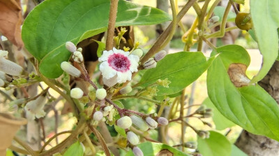 小花也可爱：“鸡矢藤”欣赏