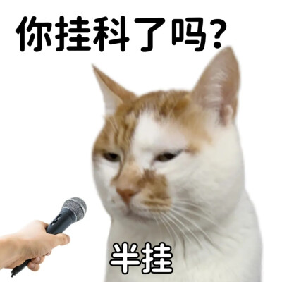 猫猫表情包