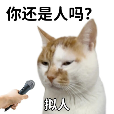 猫猫表情包