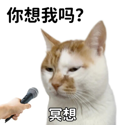 猫猫表情包