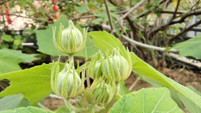 植物果实欣赏：木芙蓉果实