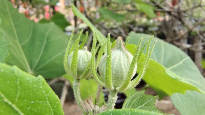 植物果实欣赏：木芙蓉果实