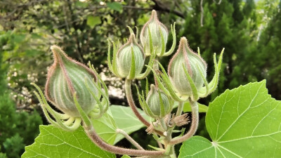 植物果实欣赏：木芙蓉果实