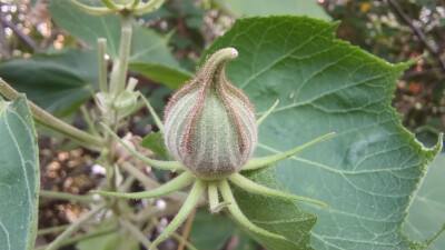 植物果实欣赏：木芙蓉果实