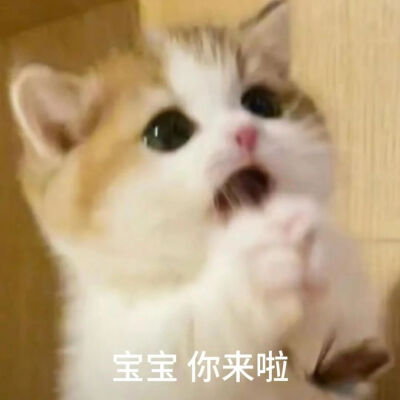 表情包 小猫