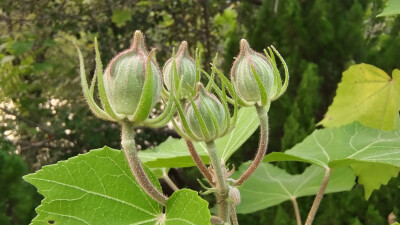 植物果实欣赏：木芙蓉果实