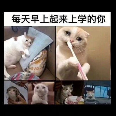 猫猫表情包