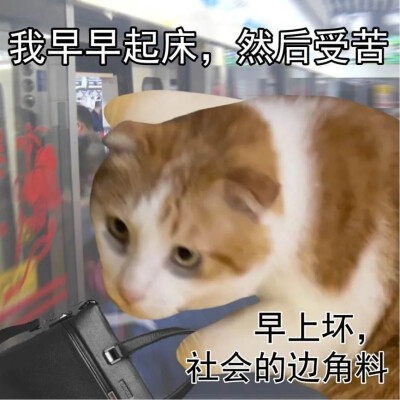 猫猫表情包