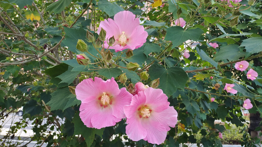 公园随拍：木芙蓉花开艳丽