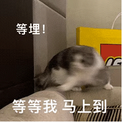 猫猫表情包