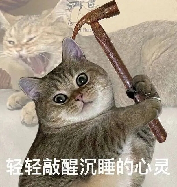 猫猫表情包