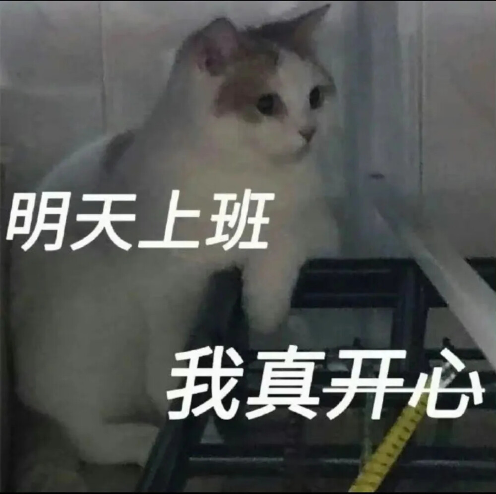猫猫表情包