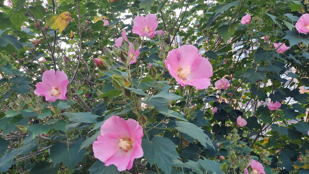 公园随拍：木芙蓉花开艳丽