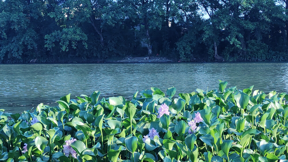 短暂摇曳