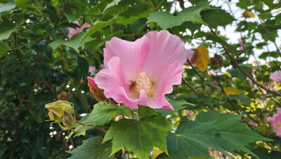 公园随拍：木芙蓉花开艳丽