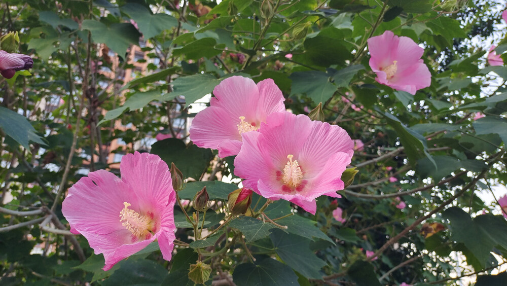 公园随拍：木芙蓉花开艳丽