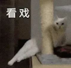 猫猫表情包