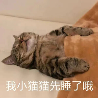 猫猫表情包