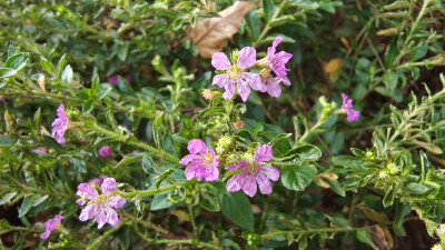 小花也可爱：萼距花欣赏