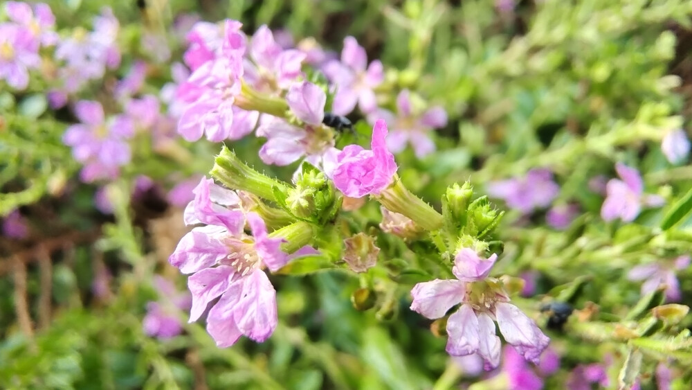 小花也可爱：萼距花欣赏