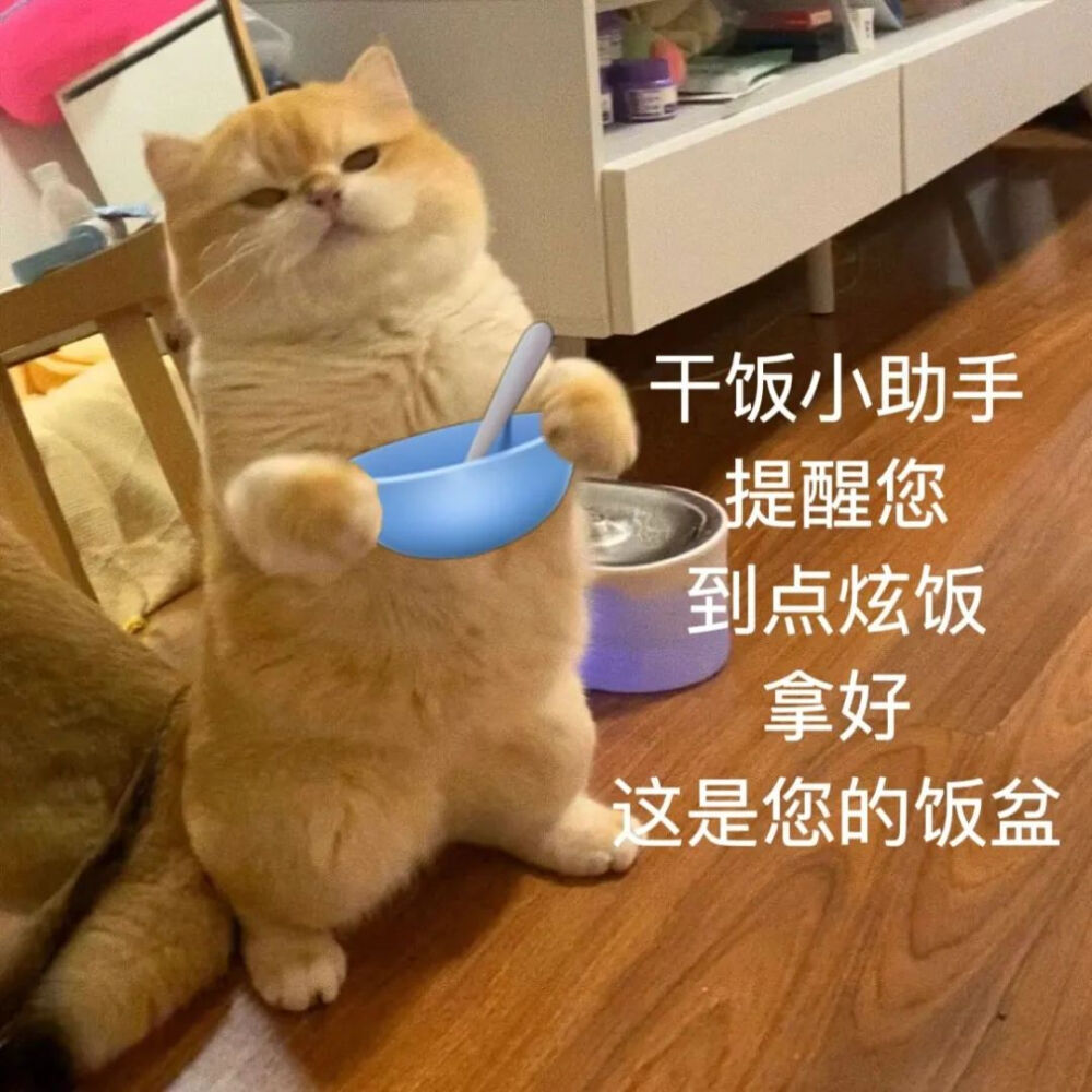 小猫表情包