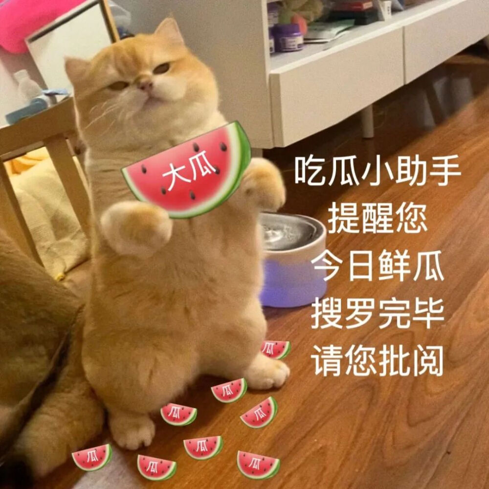 小猫表情包