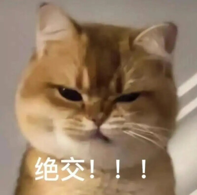 小猫表情包