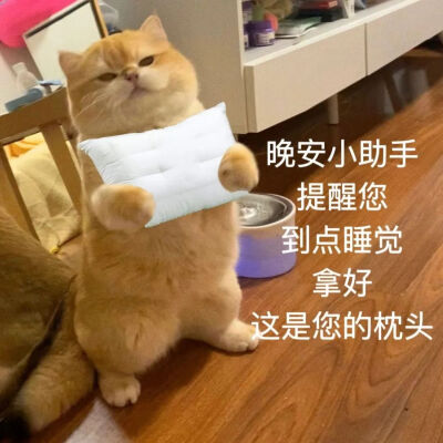 小猫表情包