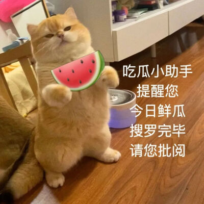 小猫表情包