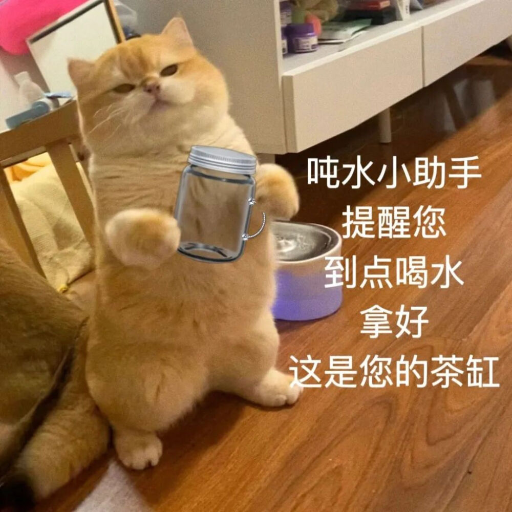 小猫表情包