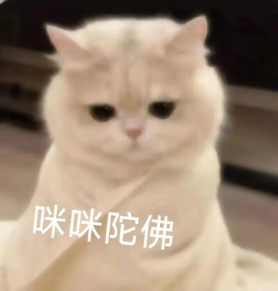 小猫表情包