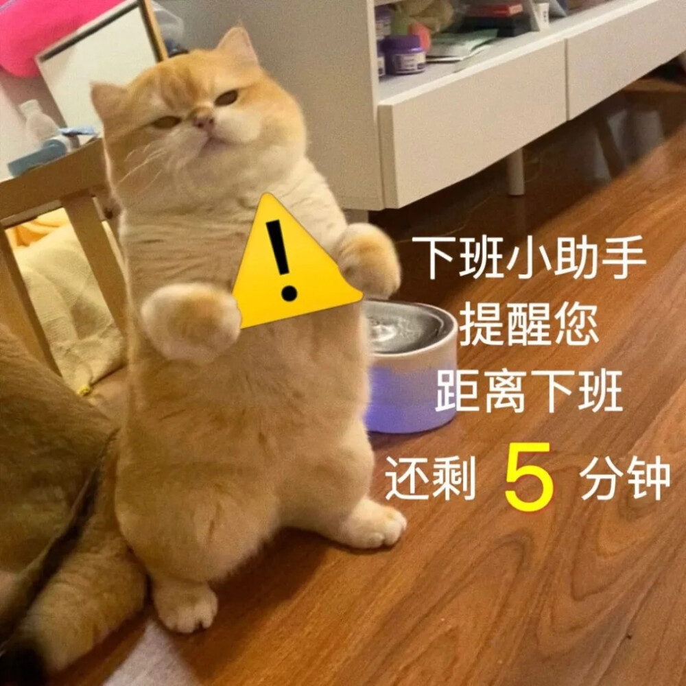 小猫表情包