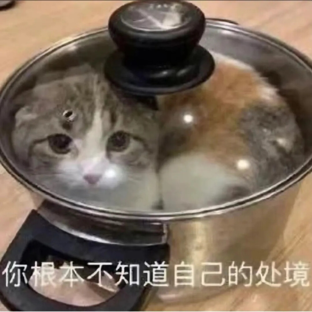 猫猫表情包