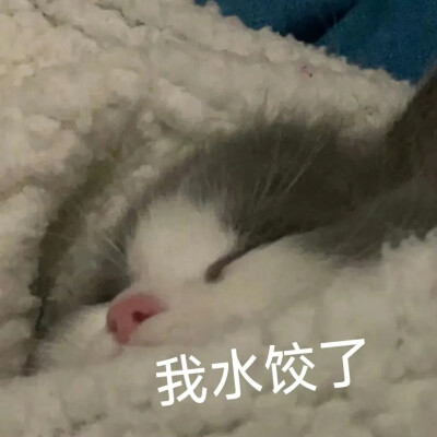 猫猫表情包