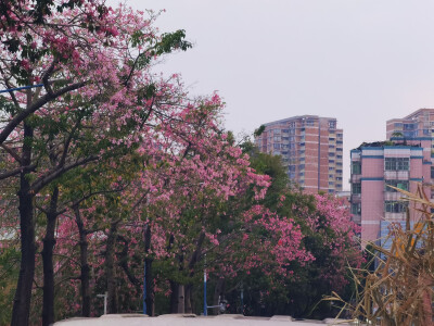 此时此刻的心情比起五天前决定放弃的那一刻，已经平静太多了，本来的一时兴起没想到是这样的结局收尾。
也许从来开始就是别有用心的开始，所以结束也不能奢望是纯粹的结束。不过，没关系你已经勇敢过了，努力让她成…