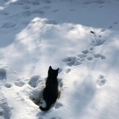 猫咪大人留下的神秘符号