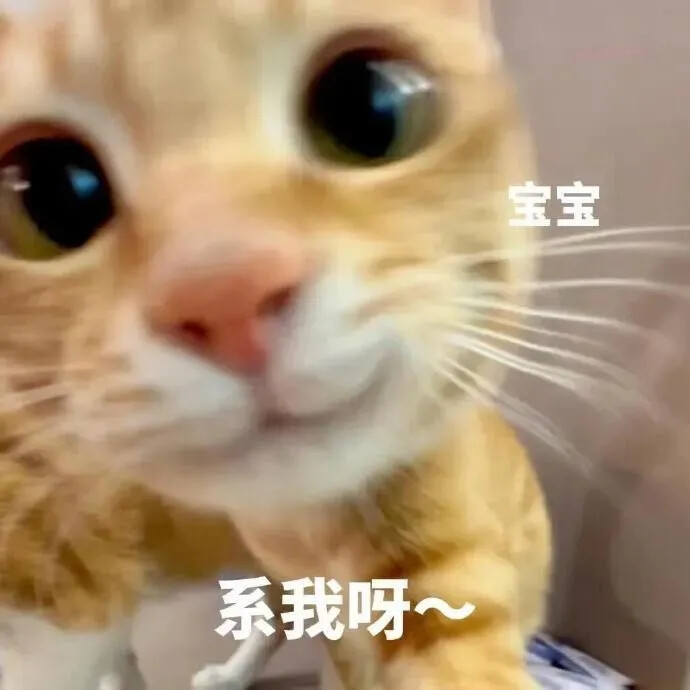 小猫表情包