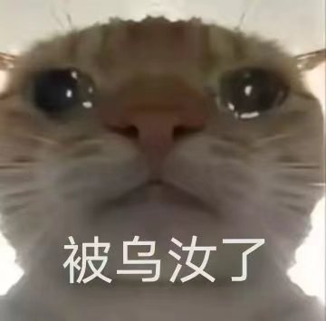 小猫头像