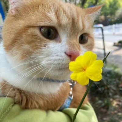 猫咪与花