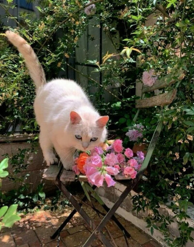 猫咪与花