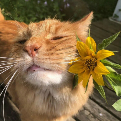 猫咪与花