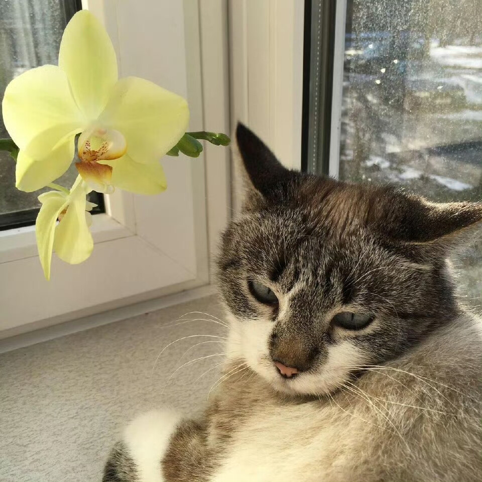 猫咪与花